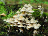 KS2_2792Rs_Kincladie_Fungi.jpg