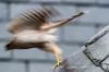 Filename=KS2_9787Rs_Sparrowhawk.jpg
Filesize=367KiB
Dimensions=1280x853
Date added=Jan 27, 2019 KS2_9787Rs_Sparrowhawk.jpg