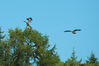 _IGP0599R_osprey_birds.jpg