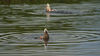 Filename=_IGP0652Rs_duck_circles.jpg
Filesize=551KiB
Dimensions=1280x720
Date added=Jul 18, 2013 _IGP0652Rs_duck_circles.jpg