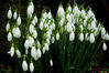 _IGP2297Rs_rushton_snowdrop_flowers.jpg