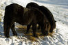 Filename=_IGP2943Rs_ponies_snow.jpg
Filesize=328KiB
Dimensions=1137x758
Date added=Nov 27, 2010 _IGP2943Rs_ponies_snow.jpg