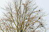 Filename=_IGP2947Rsc_winter_tree_crows.jpg
Filesize=499KiB
Dimensions=1137x758
Date added=Nov 27, 2010 _IGP2947Rsc_winter_tree_crows.jpg