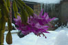 _IGP3152Rs_christmas_cactus.jpg