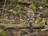 Filename=_IGP3491Rs_sparrowhawk.jpg
Filesize=375KiB
Dimensions=1137x853
Date added=Mar 14, 2011 _IGP3491Rs_sparrowhawk.jpg