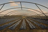 _IGP3565Rs_uniform_polytunnels.jpg