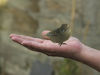Filename=_IGP3820Rm_a_bird_in_the_hand.jpg
Filesize=66KiB
Dimensions=1024x768
Date added=Apr 10, 2011 _IGP3820Rm_a_bird_in_the_hand.jpg