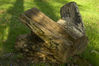Filename=_IGP3899Rs_decaying_treestump.jpg
Filesize=284KiB
Dimensions=1147x768
Date added=Apr 30, 2011 _IGP3899Rs_decaying_treestump.jpg
