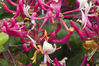 _IGP4193Rs_honeysuckle_bee.jpg