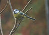 _IGP6032Rs_bluetit_bird.jpg