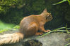 _IGP7205Rs_squirrel.jpg