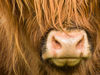 _IGP7377R_highland_cow_Ogle_Hill.jpg