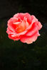 _IGP7514R2s_rose_dark.jpg