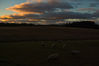 _IGP8486Rs_sunset_sheep.jpg