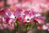 Dogwood_Bokeh.jpg