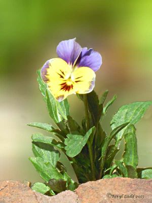 Click to view full size image