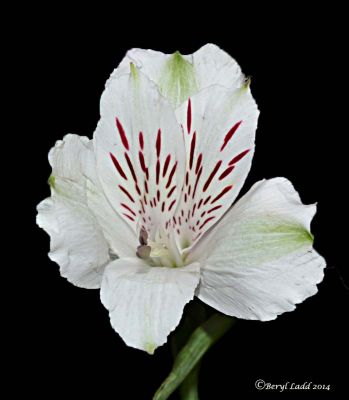 Click to view full size image