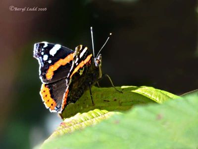 Click to view full size image