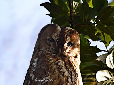 Click to view full size image