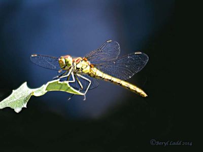 Click to view full size image