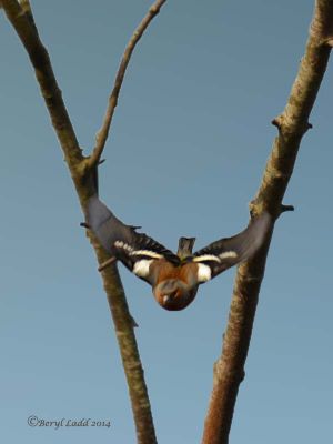 Click to view full size image