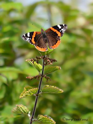 Click to view full size image