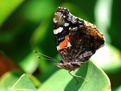 Click to view full size image