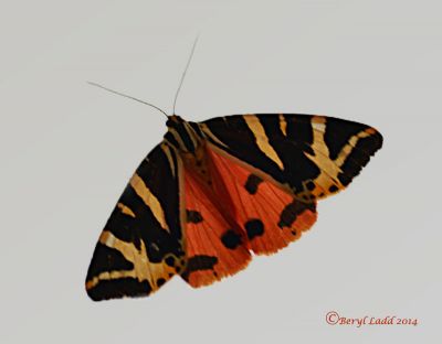 Click to view full size image