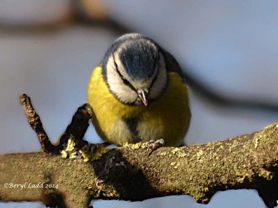 Click to view full size image