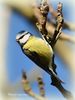 Blue_tit_DSC_0008.jpg
