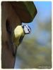 Blue_tit_DSC_0021.jpg