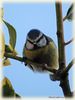 Blue_tit_DSC_0037.jpg
