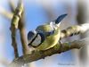 Blue_tit_DSC_0088.jpg