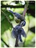 Blue_tit_DSC_0207.jpg