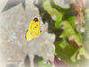 Clouded_Yellow__DSC_0094.jpg