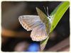 Common_Blue_DSC_0389.jpg