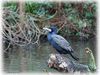 Cormorant_DSC_105.jpg