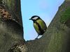 Great tit 