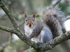 Grey Squirrel