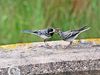 Pied Wagtail