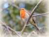 Filename=European_Robin.jpg
Filesize=56KiB
Dimensions=800x600
Date added=Mar 02, 2016 European_Robin.jpg