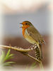 Filename=European_Robin_DSC_0058.jpg
Filesize=67KiB
Dimensions=600x800
Date added=Oct 11, 2014 European_Robin_DSC_0058.jpg