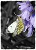 Filename=Female_Orange_tip.jpg
Filesize=66KiB
Dimensions=579x783
Date added=Mar 05, 2013 Female_Orange_tip.jpg