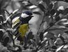 G_Tit_DSC_0090.JPG