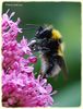 Filename=Garden_bumblebee_Bombus_hortorum_DSC_0066.jpg
Filesize=72KiB
Dimensions=593x779
Date added=Jun 22, 2013 Garden_bumblebee_Bombus_hortorum_DSC_0066.jpg