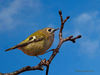 Goldcrest~0.jpg