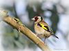 Filename=Goldfinch_DSC_0236.jpg
Filesize=52KiB
Dimensions=800x600
Date added=Feb 10, 2015 Goldfinch_DSC_0236.jpg
