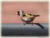 Filename=Goldfinch_DSC__0116.jpg
Filesize=44KiB
Dimensions=800x600
Date added=Jan 28, 2013 Goldfinch_DSC__0116.jpg