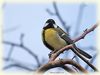 Great_tit.jpg