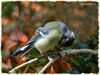Great_tit_DSC_0084.jpg